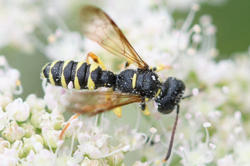 Réf. 237 751 : Cerceris sp.